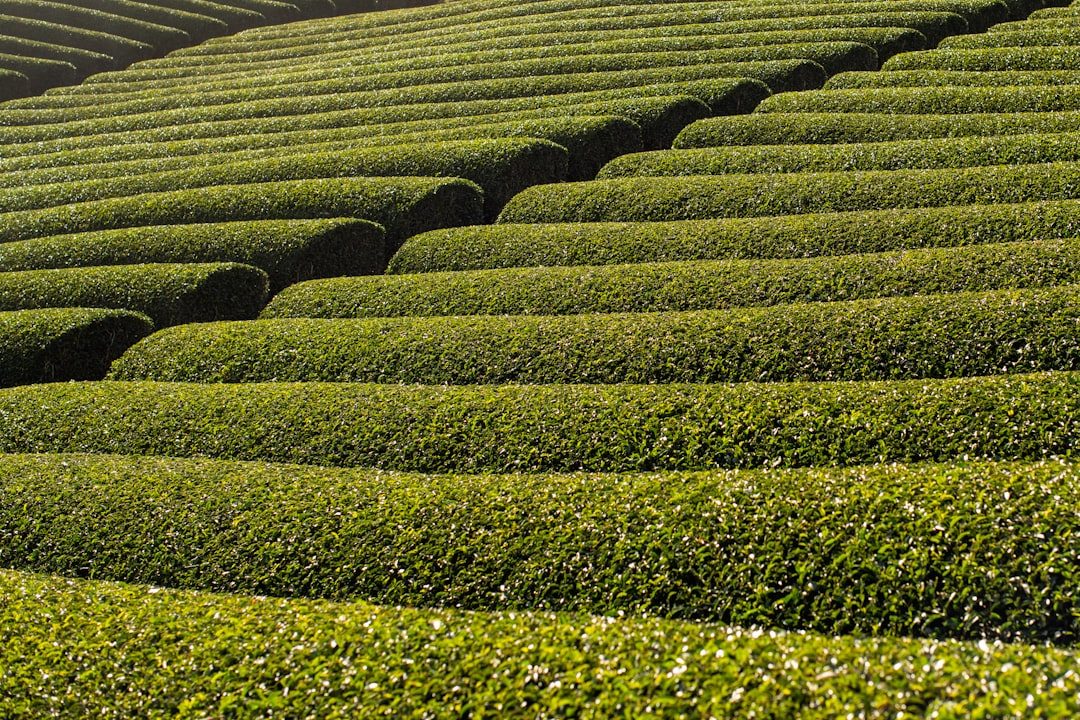 Japanese daily life - tea